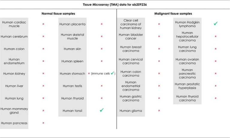 Immunohistochemistry (Formalin/PFA-fixed paraffin-embedded sections) - Anti-LAG-3 antibody [EPR20261] - BSA and Azide free (AB227579)