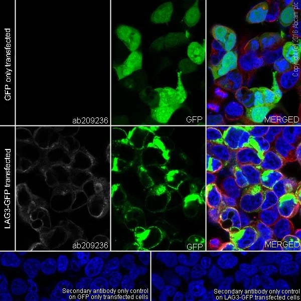 Immunocytochemistry/ Immunofluorescence - Anti-LAG-3 antibody [EPR20261] - Low endotoxin, Azide free (AB282638), expandable thumbnail