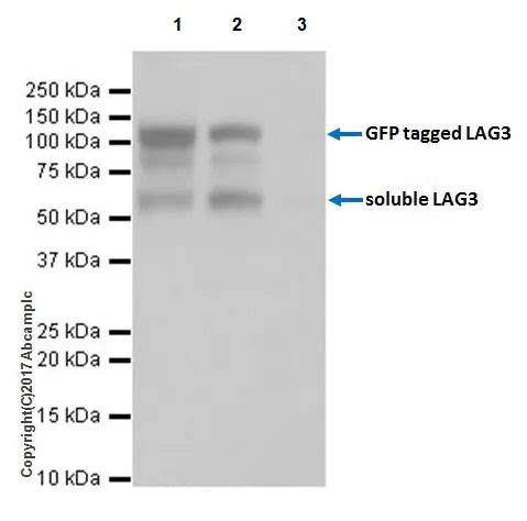 Western blot - Anti-LAG-3 antibody [EPR20261] - Low endotoxin, Azide free (ab282638), expandable thumbnail