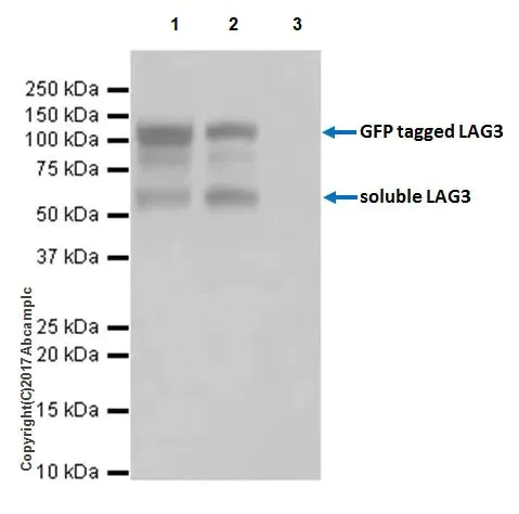 Western blot - Anti-LAG-3 antibody [EPR20261] - Low endotoxin, Azide free (AB282638)
