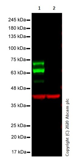 Western blot - Anti-LAG-3 antibody [EPR20261] - Low endotoxin, Azide free (AB282638), expandable thumbnail