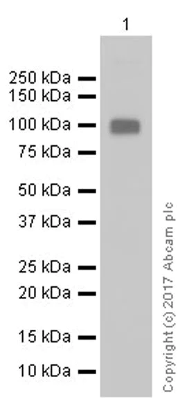 Western blot - Anti-LAG-3 antibody [EPR20294-77] (AB209238)