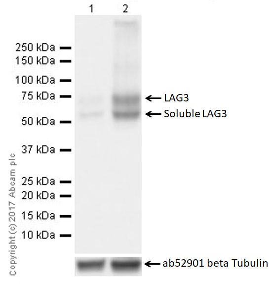 Western blot - Anti-LAG-3 antibody [EPR20294-77] (AB209238), expandable thumbnail