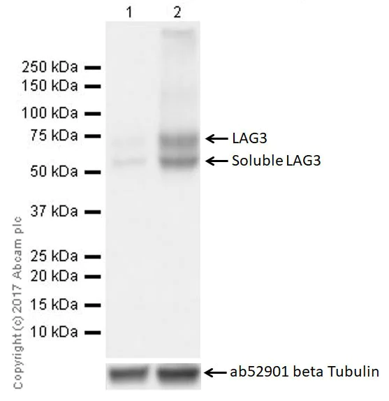 Western blot - Anti-LAG-3 antibody [EPR20294-77] (AB209238)