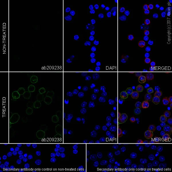 Immunocytochemistry/ Immunofluorescence - Anti-LAG-3 antibody [EPR20294-77] - BSA and Azide free (AB236154)