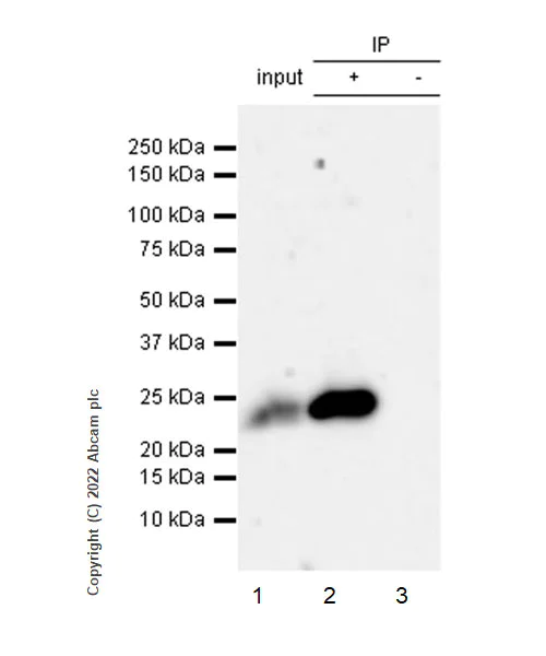 Immunoprecipitation - Anti-LAGE-1 antibody [EPR27371-91] - BSA and Azide free (AB307733)