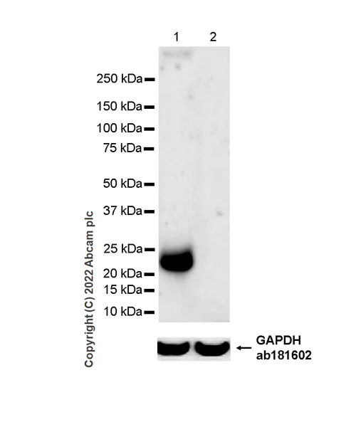 Western blot - Anti-LAGE-1 antibody [EPR27371-91] - BSA and Azide free (AB307733)