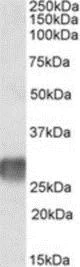 Western blot - Anti-LAIR1 antibody (AB189412)