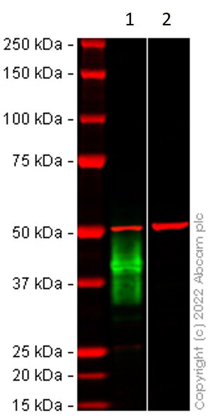 Western blot - Anti-LAIR1 antibody [EPR24745-12A] (AB315967), expandable thumbnail