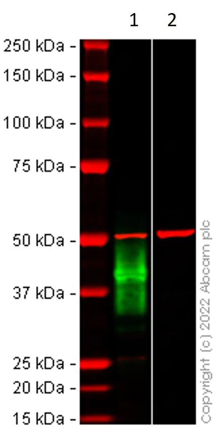Western blot - Anti-LAIR1 antibody [EPR24745-12A] (AB315967)