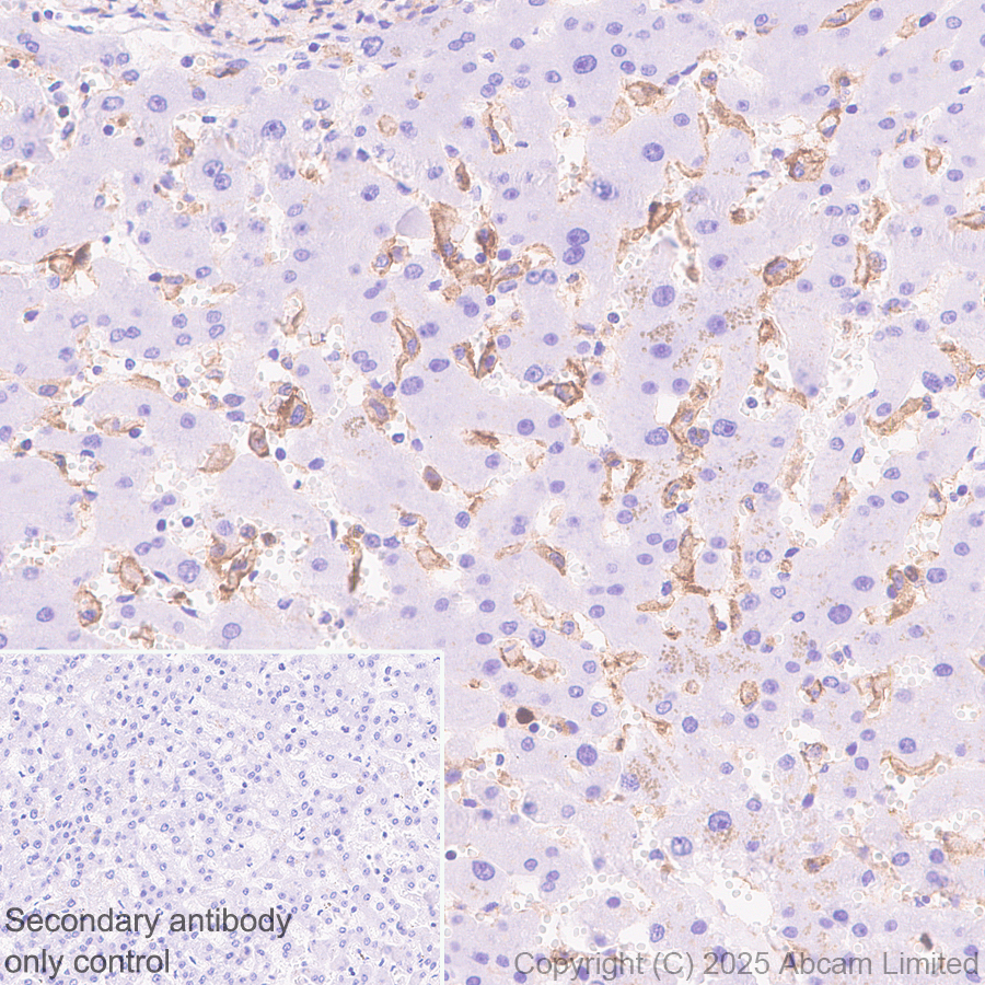 Immunohistochemistry (Formalin/PFA-fixed paraffin-embedded sections) - Anti-LAIR1 antibody [EPR24745-9] (ab323640), expandable thumbnail