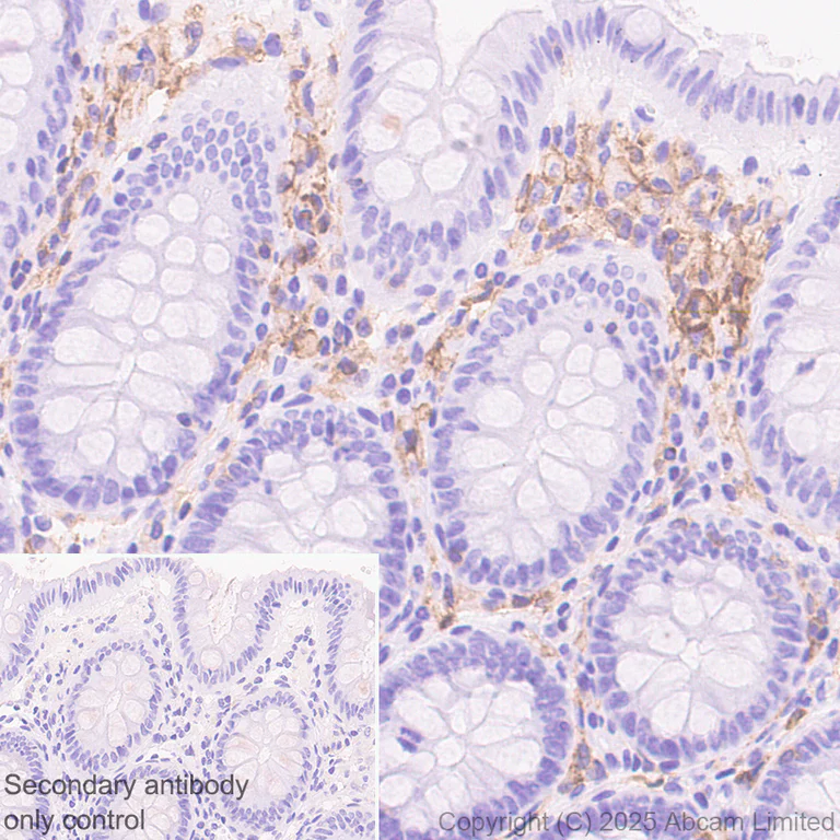Immunohistochemistry (Formalin/PFA-fixed paraffin-embedded sections) - Anti-LAIR1 antibody [EPR24745-9] (AB323640)