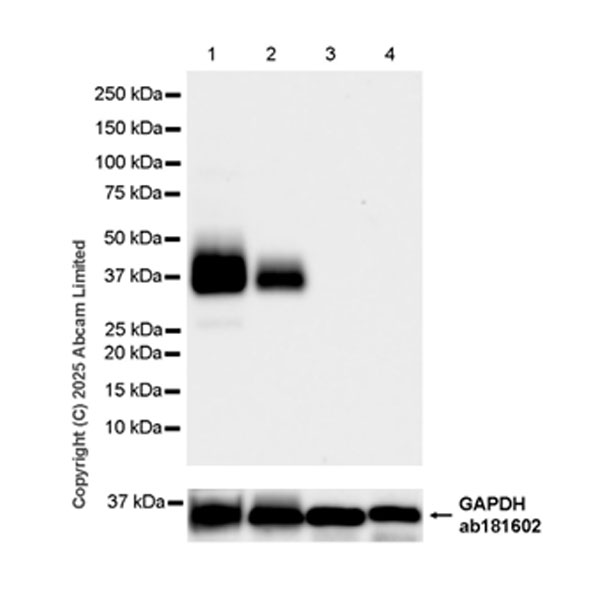 Western blot - Anti-LAIR1 antibody [EPR24745-9] (ab323640), expandable thumbnail