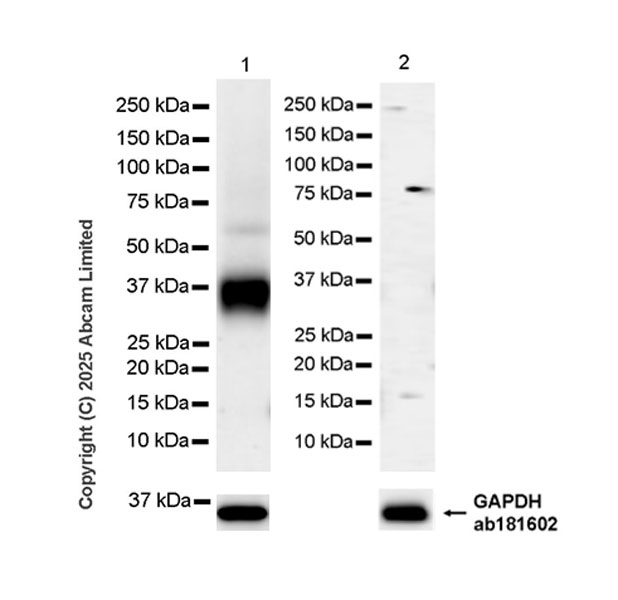 Western blot - Anti-LAIR1 antibody [EPR24745-9] (ab323640), expandable thumbnail