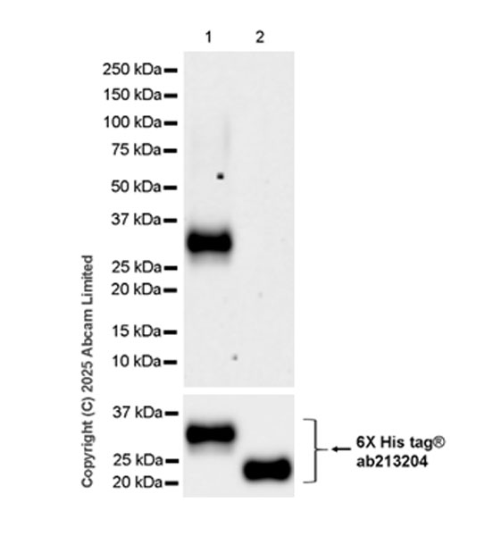 Western blot - Anti-LAIR1 antibody [EPR24745-9] (AB323640), expandable thumbnail