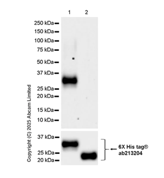 Western blot - Anti-LAIR1 antibody [EPR24745-9] (AB323640)