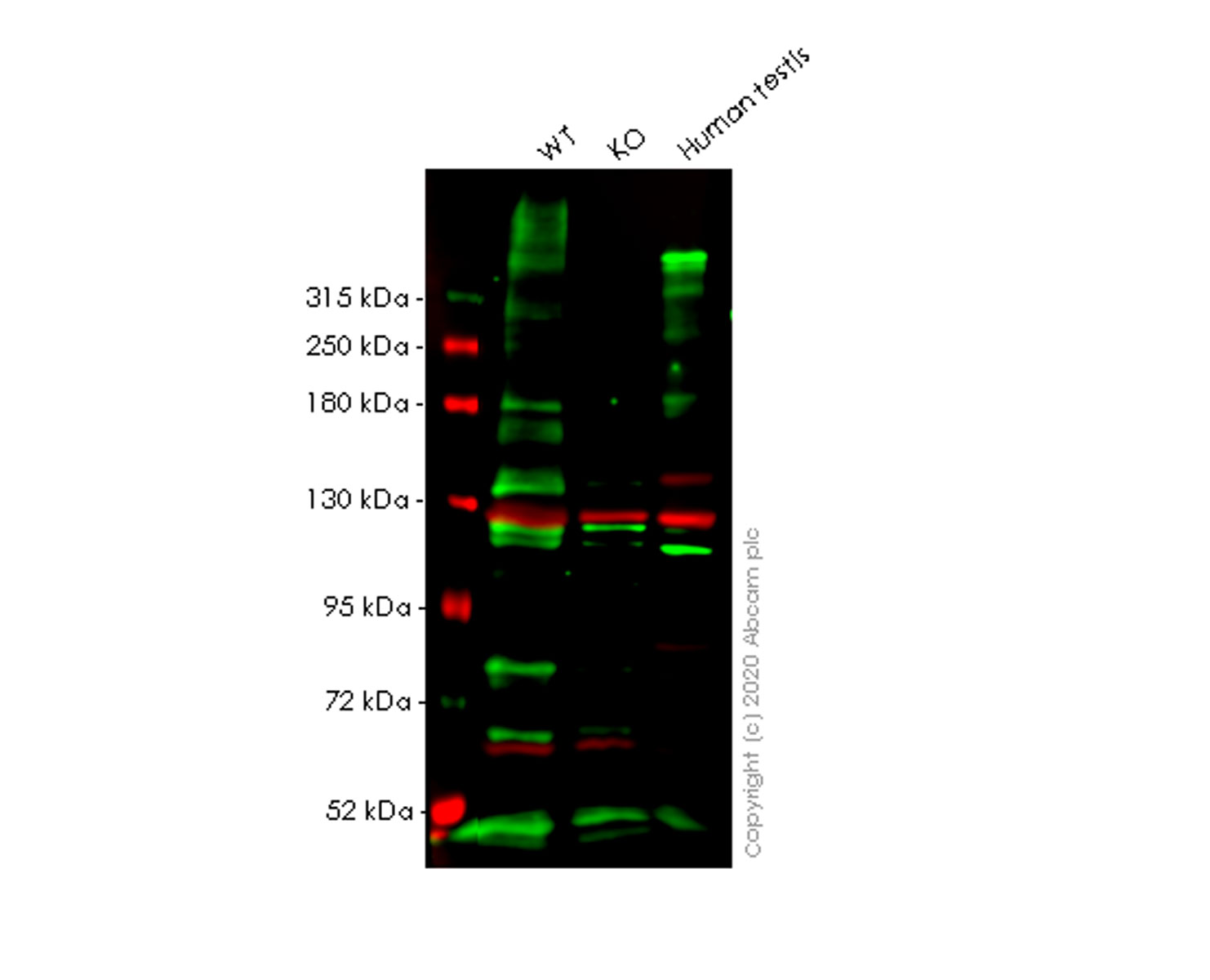 Western blot - Anti-LAMA1 antibody [CL3087] (AB210954), expandable thumbnail