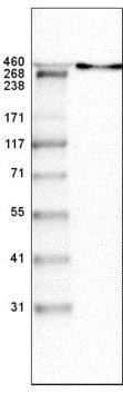 Western blot - Anti-LAMA1 antibody [CL3087] (AB210954), expandable thumbnail