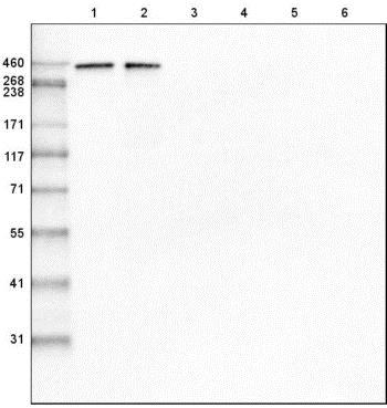 Western blot - Anti-LAMA1 antibody [CL3087] (AB210954), expandable thumbnail