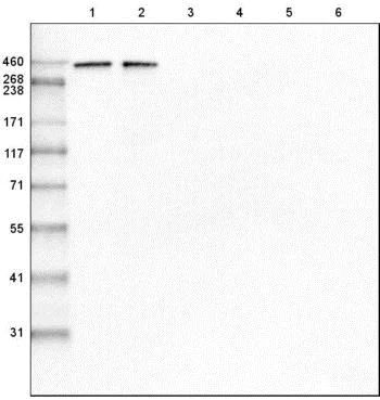 Western blot - Anti-LAMA1 antibody [CL3087] (AB210954)