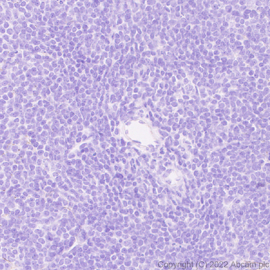 Immunohistochemistry (Formalin/PFA-fixed paraffin-embedded sections) - Anti-LAMA1 antibody [EPR27258-37] (AB307542), expandable thumbnail