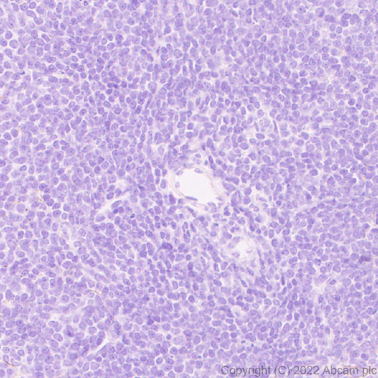 Immunohistochemistry (Formalin/PFA-fixed paraffin-embedded sections) - Anti-LAMA1 antibody [EPR27258-37] - BSA and Azide free (AB307543)
