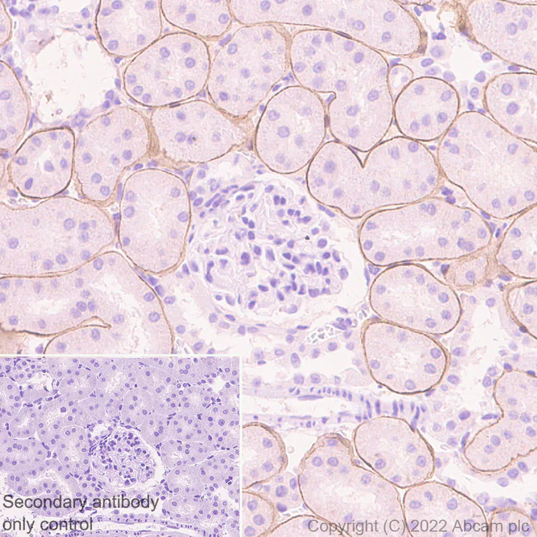 Immunohistochemistry (Formalin/PFA-fixed paraffin-embedded sections) - Anti-LAMA1 antibody [EPR27258-37] - BSA and Azide free (AB307543)