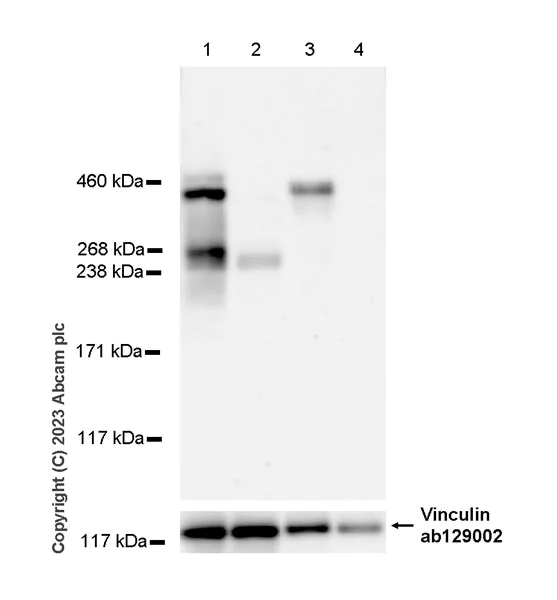 Anti-LAMA1 antibody [EPR27259-172] KO Tested (ab315275) | Abcam