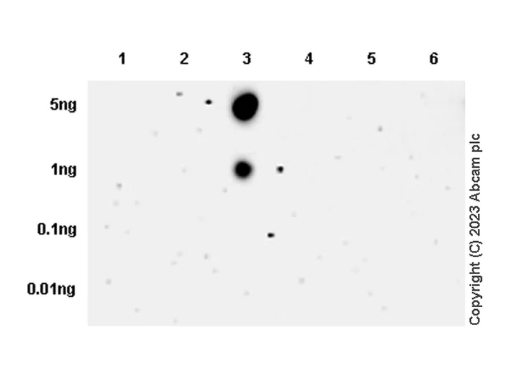 Dot Blot - Anti-LAMA1 antibody [EPR27259-172] - BSA and Azide free (AB315276)