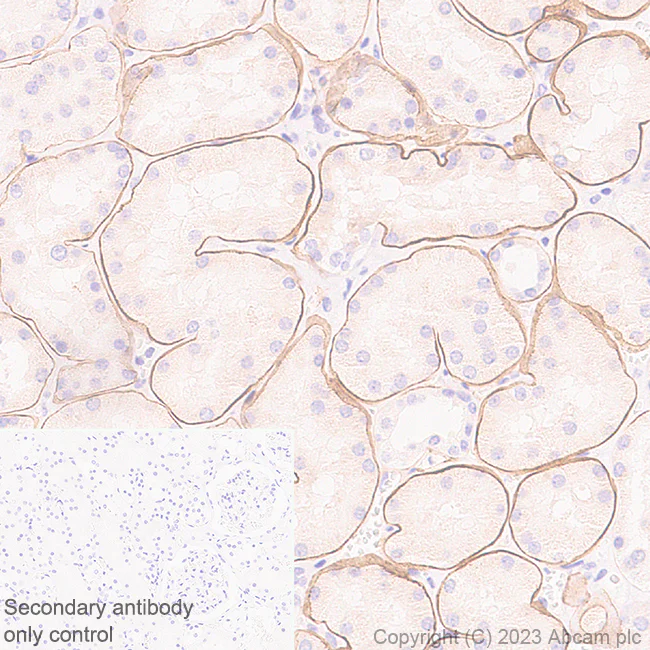 Immunohistochemistry (Formalin/PFA-fixed paraffin-embedded sections) - Anti-LAMA1 antibody [EPR27259-172] - BSA and Azide free (AB315276)