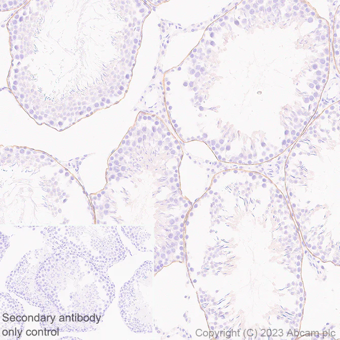 Immunohistochemistry (Formalin/PFA-fixed paraffin-embedded sections) - Anti-LAMA1 antibody [EPR27259-172] - BSA and Azide free (AB315276)