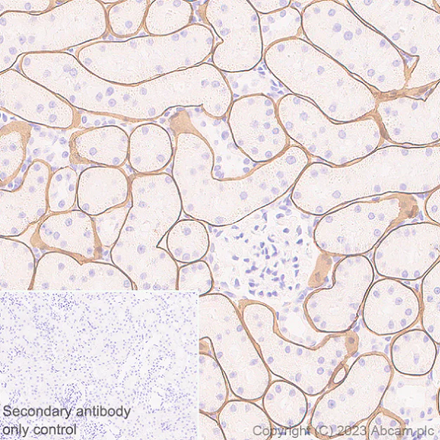 Immunohistochemistry (Formalin/PFA-fixed paraffin-embedded sections) - Anti-LAMA1 antibody [EPR27259-172] - BSA and Azide free (AB315276)