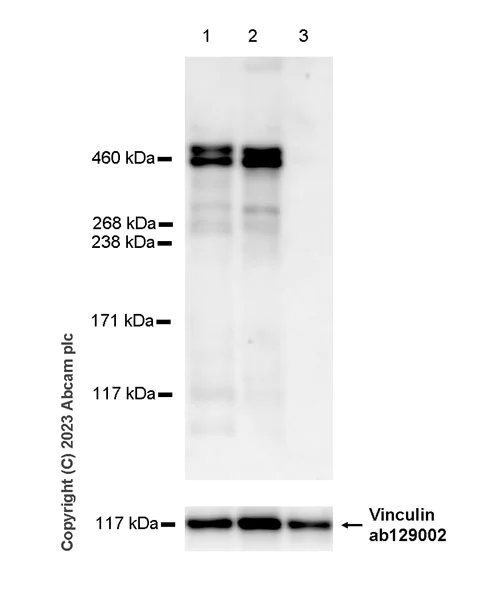 Western blot - Anti-LAMA1 antibody [EPR27259-172] - BSA and Azide free (AB315276)