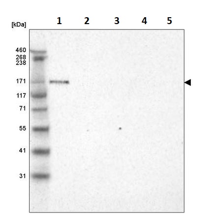 Western blot - Anti-LAMA3 antibody [CL3112] (AB242197), expandable thumbnail