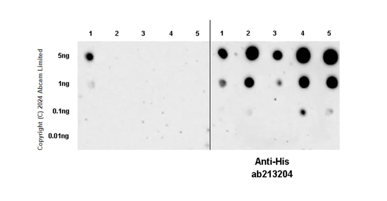 Dot Blot - Anti-LAMA3 antibody [EPR28286-78] (AB321976)