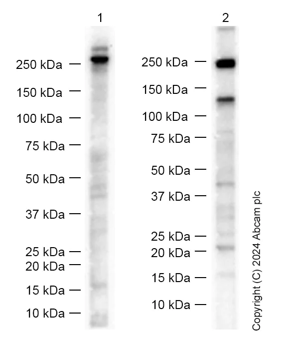 Western blot - Anti-LAMA3 antibody [EPR8266] - BSA and Azide free (AB249033)