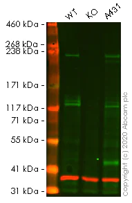 Western blot - Anti-LAMA3 antibody [EPR8266] - BSA and Azide free (AB249033)