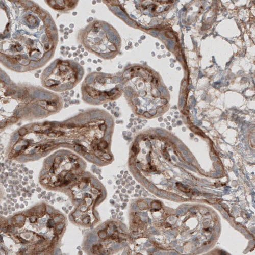Immunohistochemistry (Formalin/PFA-fixed paraffin-embedded sections) - Anti-LAMB1 Antibody [CL2970] (AB327111)