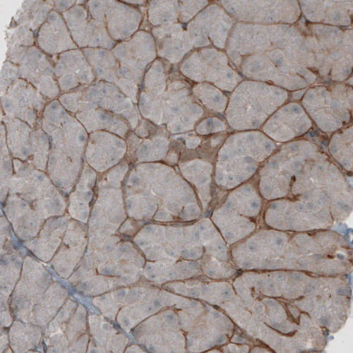 Immunohistochemistry (Formalin/PFA-fixed paraffin-embedded sections) - Anti-LAMB1 Antibody [CL2970] (AB327111)