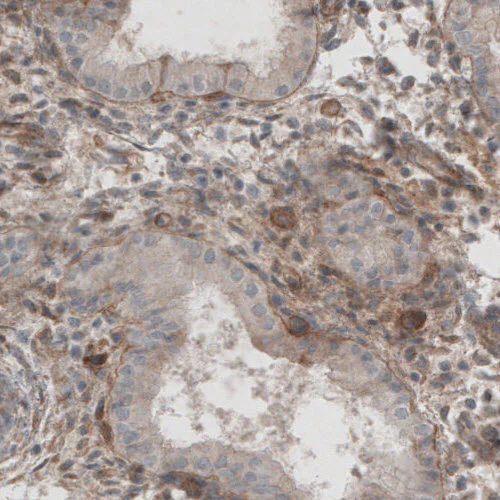 Immunohistochemistry (Formalin/PFA-fixed paraffin-embedded sections) - Anti-LAMB1 Antibody [CL2970] (AB327111)