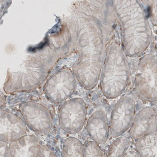 Immunohistochemistry (Formalin/PFA-fixed paraffin-embedded sections) - Anti-LAMB1 Antibody [CL2970] (AB327111)