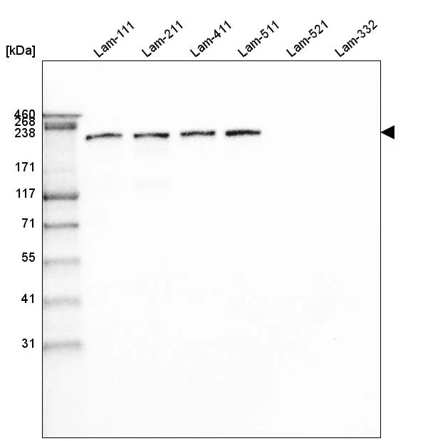 Western blot - Anti-LAMB1 Antibody [CL2970] (AB327111)