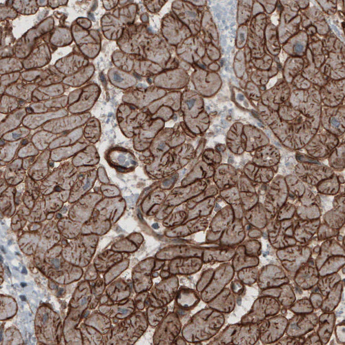 Immunohistochemistry (Formalin/PFA-fixed paraffin-embedded sections) - Anti-LAMB2 Antibody [CL2976] (AB327112)