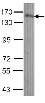 Western blot - Anti-LAMB3 antibody (AB97765)
