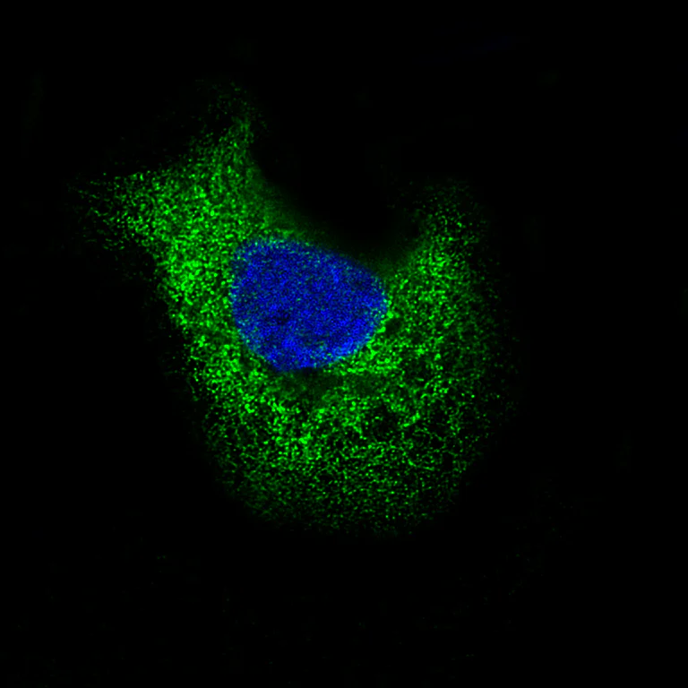Immunocytochemistry/ Immunofluorescence - Anti-LAMB3 Antibody [CL3353 ] (AB327113)