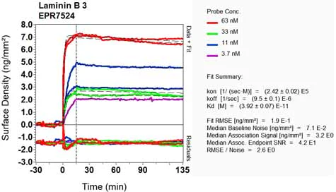 OI-RD Scanning - Anti-LAMB3 antibody [EPR7524] (AB128864)