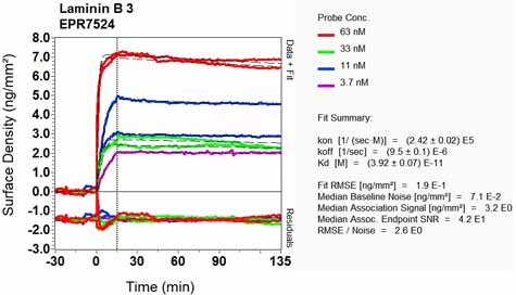 OI-RD Scanning - Anti-LAMB3 antibody [EPR7524] - BSA and Azide free (AB248193), expandable thumbnail