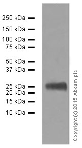 Western blot - Anti-Lambda Light chain antibody [EPR5367-62] (AB124719), expandable thumbnail