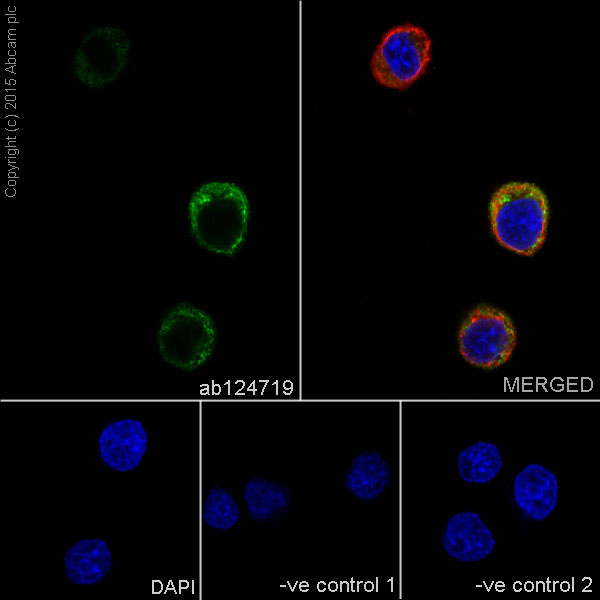 Immunocytochemistry/ Immunofluorescence - Anti-Lambda Light chain antibody [EPR5367-62] - BSA and Azide free (AB185131), expandable thumbnail