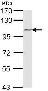 Western blot - Anti-LAMC2 antibody (AB96327)